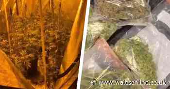 Police smell cannabis walking past house and find more than £30k worth