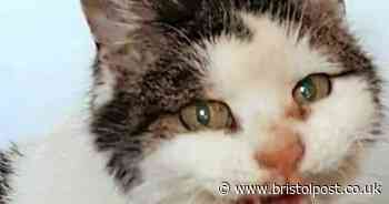 Agnes the cat survived a 40ft fall from a building