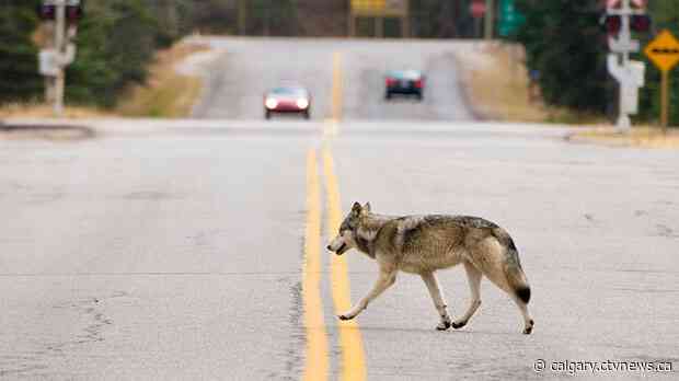 Second wolf killed by Parks Canada staff for displaying 'human food conditioning'