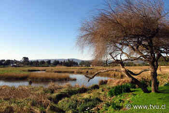 Presentan recurso para proteger humedal Boca Maule en Coronel - TVU