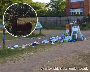 Rubbish increased '7-fold' in Richmond Park since lockdown