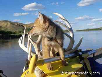 Rafter rescues drowning coyote pup from Saskatchewan river; feeds, shelters animal for 10 days