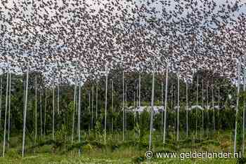 Nachtmerrie voor telers: blauwe lucht boven de kersen ziet zwart van de spreeuwen