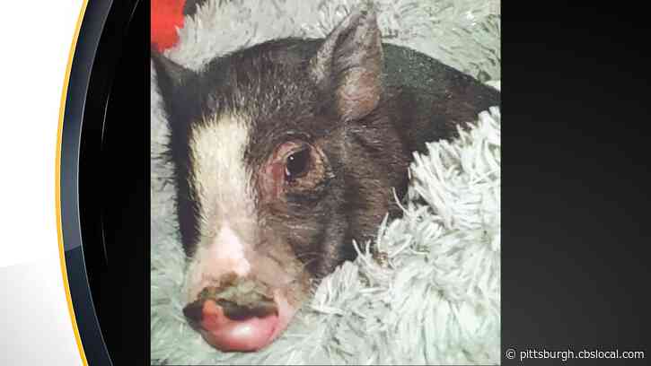 Runaway Piglet Gets Lost In Pleasant Hills