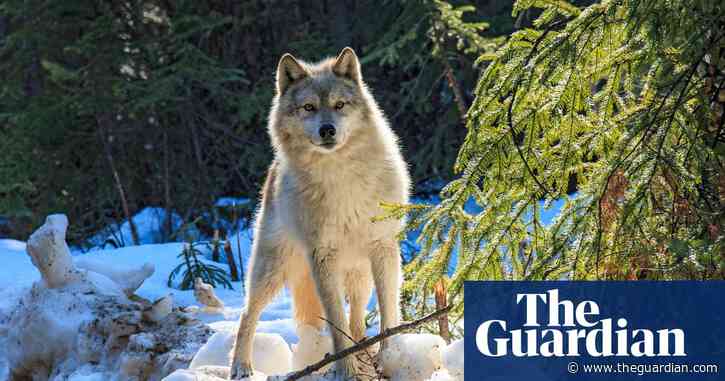 Killing nearly 500 wolves in a year failed to protect endangered caribou – study