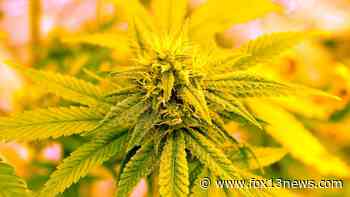 Justices order more arguments on medical marijuana law - FOX 13 Tampa Bay