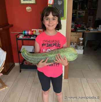 A Cossato spunta nell'orto uno zucchino da record - newsbiella.it