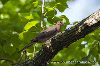Here’s how birds stay cool in the Houston heat - Houston Chronicle