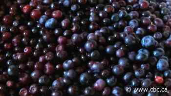 Province restricts Kootenay commercial huckleberry harvest