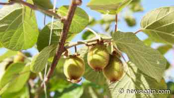 Partially blind entrepreneur gives back to others like him - CGTN