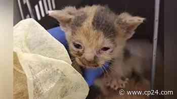 Toronto Cat Rescue says more than 150 cats found inside home in the city - CP24 Toronto's Breaking News