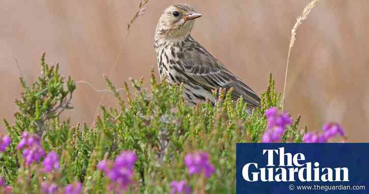 Country diary: heathers and restless grasses are arresting