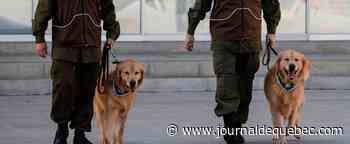 Chili: des chiens dressés pour détecter les malades de la COVID-19