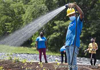 Without youth to train in pandemic, Hilltop Urban Farm switches to full-on farming
