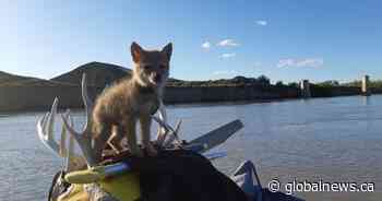 Man saves drowning coyote pup, embarks on adventure on Red Deer, South Saskatchewan rivers