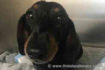 Crowdfunder launched to bring home Wimbledon sausage dog