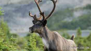 Wolf culls will not save endangered caribou in Western Canada, new study finds