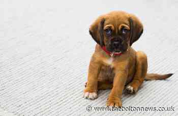 5 products urgently recalled this week including dog food