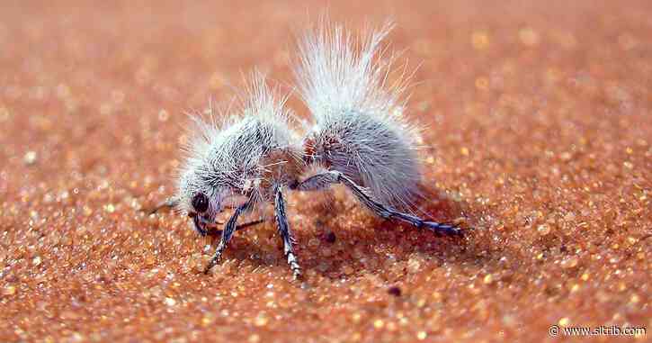 Utah State scientists discovered how a velvet ant (which is a wasp) got its white fluff