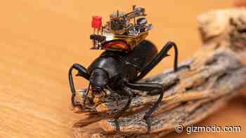 Researchers Created Tiny Camera Backpacks for Beetles
