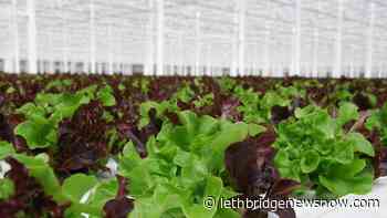 Wendy's Canada selects Coaldale greenhouse as their sole lettuce provider - Lethbridge News Now