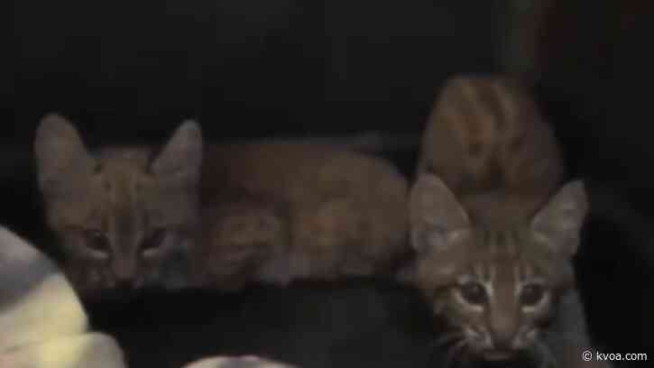 Person bitten by bobcat kitten at Tucson treatment center