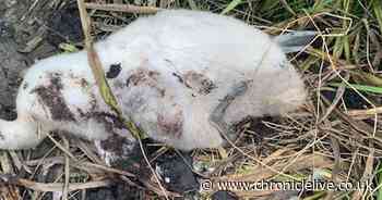 Six-week-old cygnet shot dead with BB gun in nest at Houghton golf course