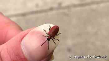 Sask. entomologist warns gardeners to watch for Red Lily Leaf Beetle