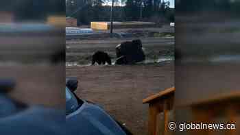 Fewer bear sightings expected for rest of summer: Sask. conservation officer