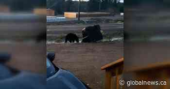 Fewer bear sightings expected for rest of summer: Saskatchewan conservation officer