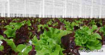 Coaldale greenhouse becomes exclusive lettuce supplier for Wendy’s Canada