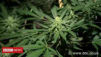 Belfast: Two men arrested and cannabis worth £2m is seized - BBC News