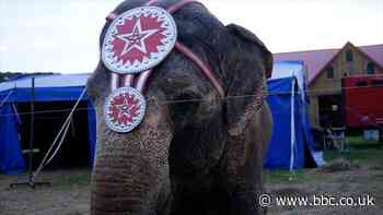 Wild circus animals ban plans clear final hurdle in Senedd