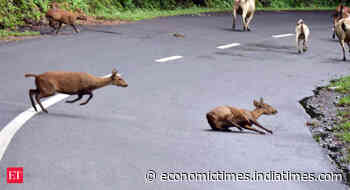 Animals die as flood waters submerge Assam's Kaziranga national park - Economic Times