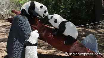 US zoo now also features life-size Lego replicas of wild animals - The Indian Express
