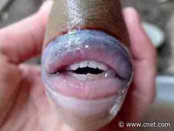 No, the bizarre fish with human lips and teeth is not real, sorry     - CNET