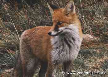 Two charged with illegal hunting following investigation into death of fox
