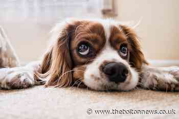 Urgent product recall: Dog food products may contain salmonella