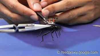 Scientists fit beetles with tiny camera backpacks that reveal insect secrets     - CNET