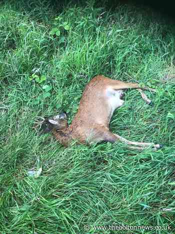 Fears dead deer was ‘attacked and beaten’
