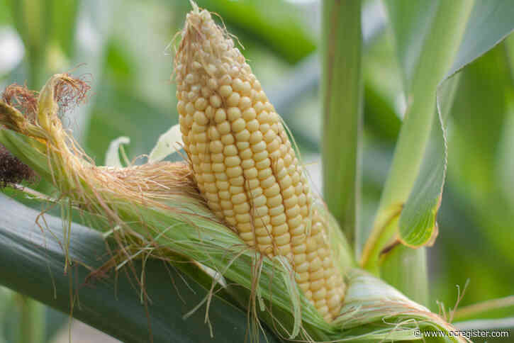 How to improve your summer corn harvest