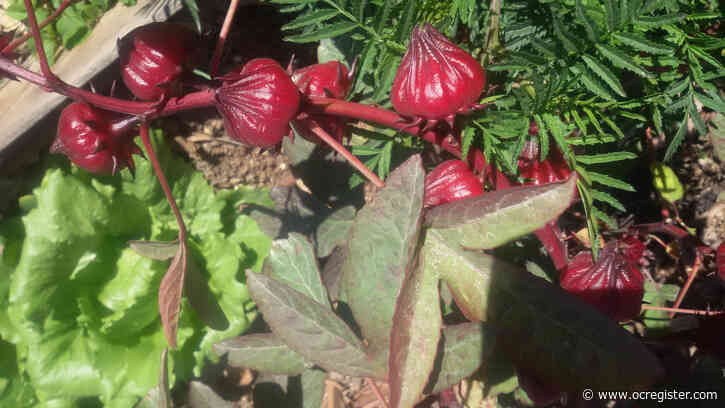 Gardening: The healthiest plant that you never have to water