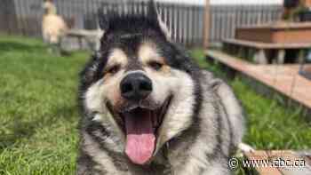 Massive malamute trims the fat with help of foster mom who specializes in corpulent canines