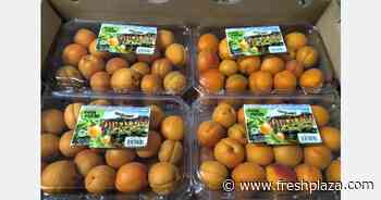Volumes down significantly on British Columbia organic apricots - FreshPlaza.com