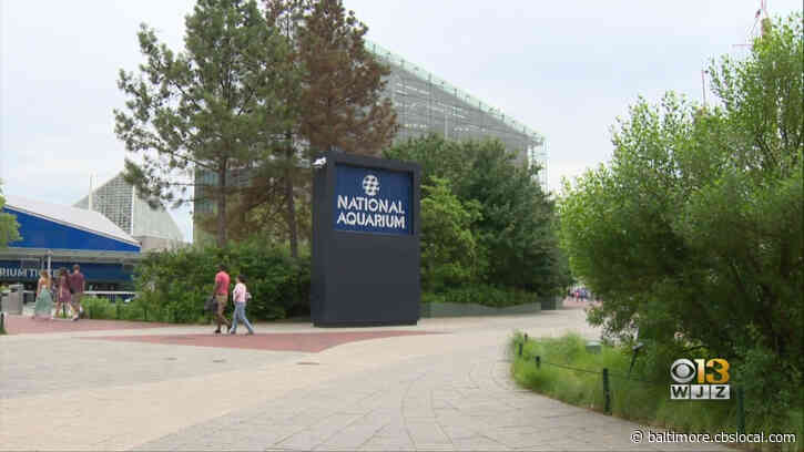 Coronavirus Latest: National Aquarium Lost $12M While Closed Due To Pandemic