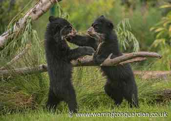 Adorable Chester Zoo baby bears emerge from den for first time