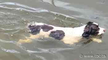 Blue-green algae: harmful for humans, fatal for dogs, warns Edmonton vet