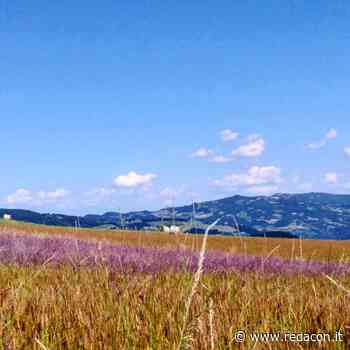 Erba in festa - Foto di Ines Bernardi - Redacon