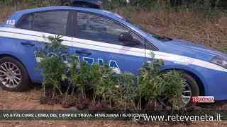 VA A FALCIARE L'ERBA DEL CAMPO E TR - Rete Veneta