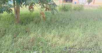 Un parco davvero ricco...d'erba e zanzare - La voce di Rovigo